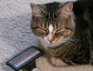 고양이를 빗질하는 방법