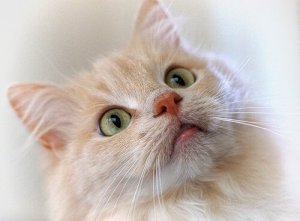 클리커로 고양이 훈련하기