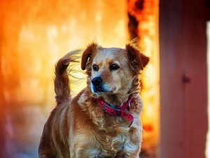 동물권에 관하여