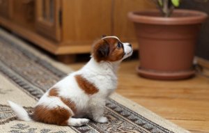 세입자로서 반려동물 키우기