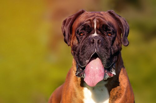 복서 아이들과 가장 잘 지내는 견종