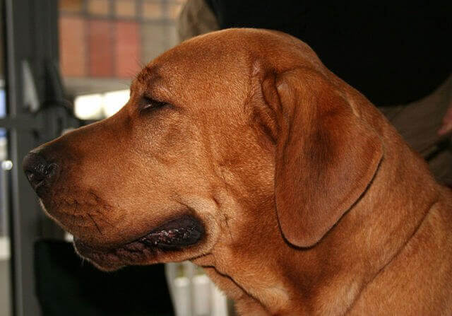 친근한 몰로시안 타입 견종인 브로홀머