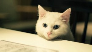 아파트에서 키우기 좋은 반려동물