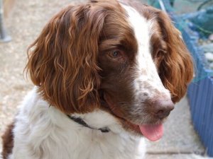 귓병에 걸리기 쉬운 견종들에 대해 알아보자