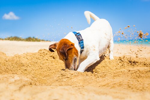 모래를 파는 개