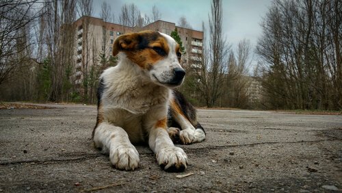 체르노빌에 사는 마지막 개들