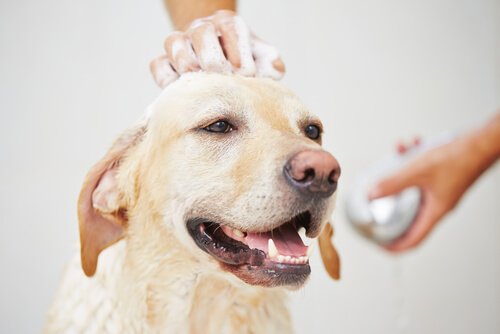 발정기에 있는 개를 목욕시킬 수 있을까?