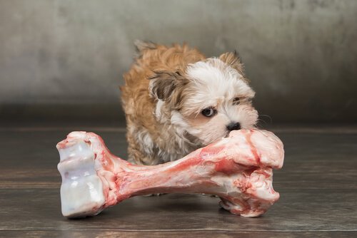 개에게 가장 좋은 뼈다귀는 무엇일까?