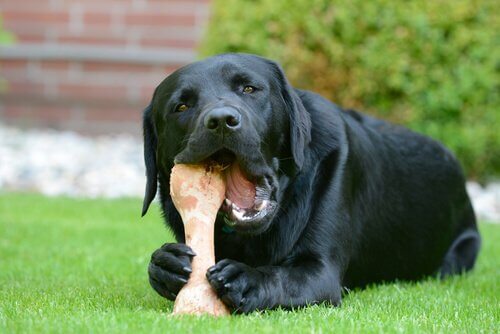 개에게 가장 좋은 뼈다귀는 무엇일까?