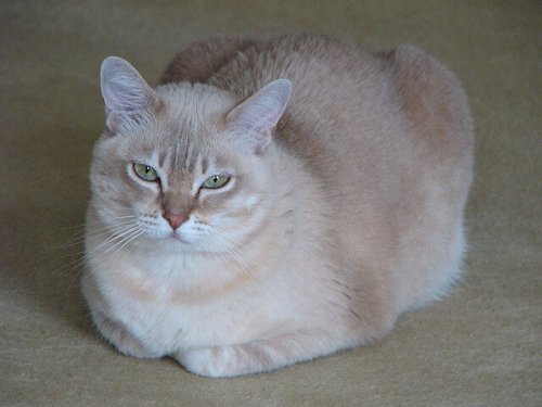 버밀라 고양이의 특징