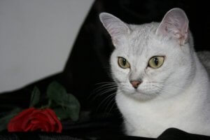 버밀라 고양이의 특징