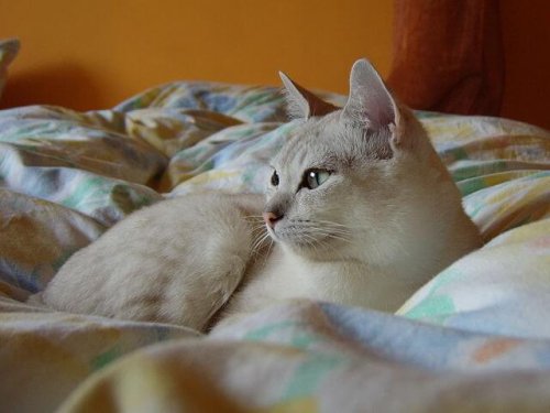 버밀라 고양이의 특징