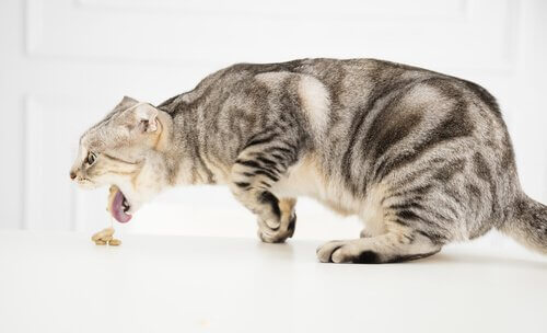고양이가 독성 물질에 노출되면 어떻게 해야 할까?