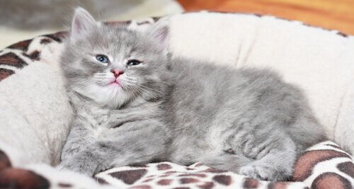 고양이에게 가장 흔히 발생하는 암의 유형