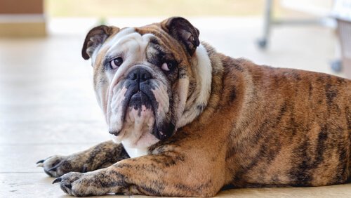 반려동물을 동물심리학자에게 데리고 가야 할 때