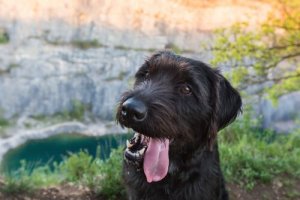 진실 혹은 거짓: 믹스견이 더 건강하다?