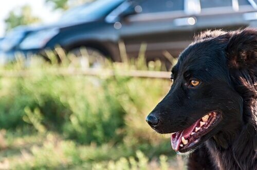 봄 방학에 반려견을 데리고 갈 수 있는 좋은 여행지 5곳