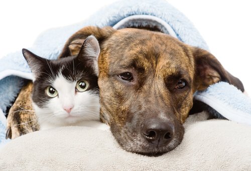 소염제는 개와 고양이에게 치명적일 수 있다