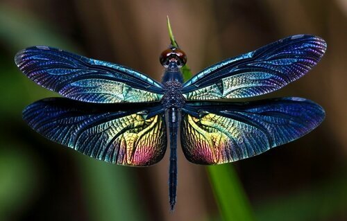 커다란 날개를 가진 곤충, 잠자리의 모든 것