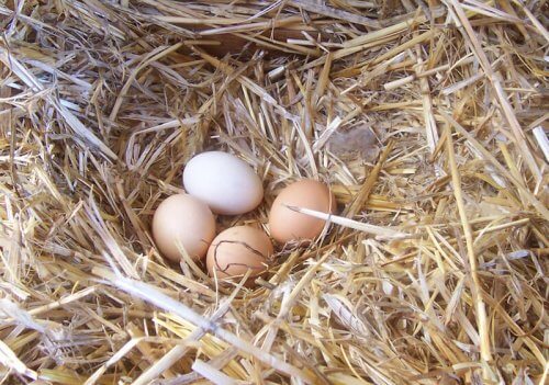 암탉이 낳는 달걀의 품질을 향상시키는 요소