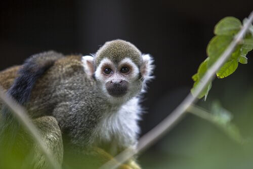 원숭이 십이지에 속하는 동물들