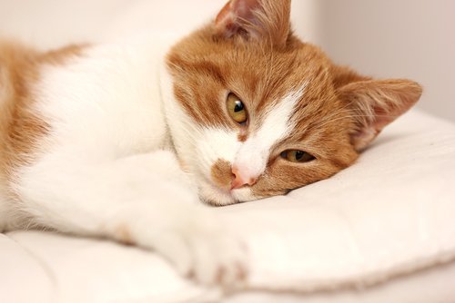 고양이가 독성 물질에 노출되면 어떻게 해야 할까?