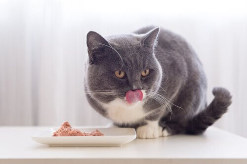 고양이가 사랑하는 7가지 음식