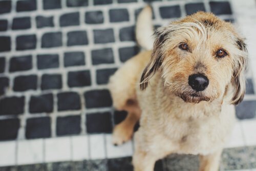 개 독감 증상 및 치료 방법