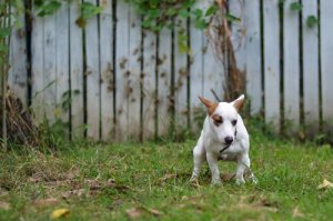 개가 걸릴 수 있는 편모충증은 무엇일까?