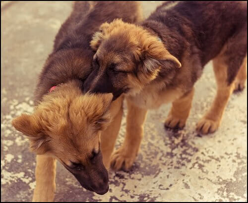 수컷 개 두 마리를 키우기 위한 조언