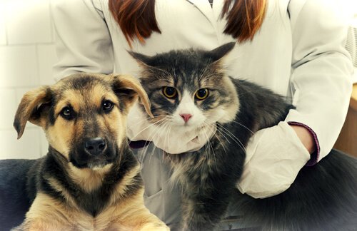 소염제는 개와 고양이에게 치명적일 수 있다