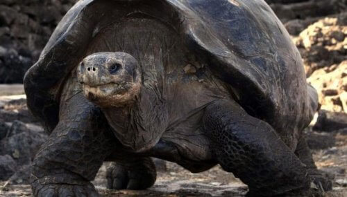 거북의 나이를 어떻게 알 수 있을까?