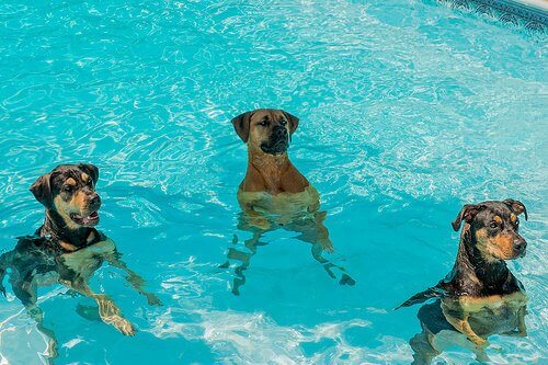 어떻게 하면 개가 물을 무서워하지 않을까?