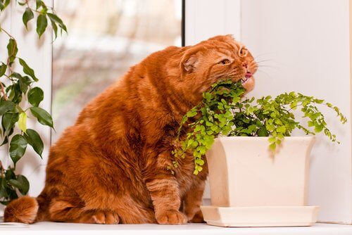 고양이에게 위험한 식물