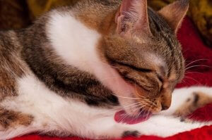 고양이 헤어볼 구토의 원인, 증상 및 치료