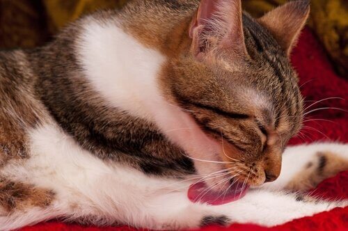 고양이 헤어볼 구토의 원인, 증상 및 치료