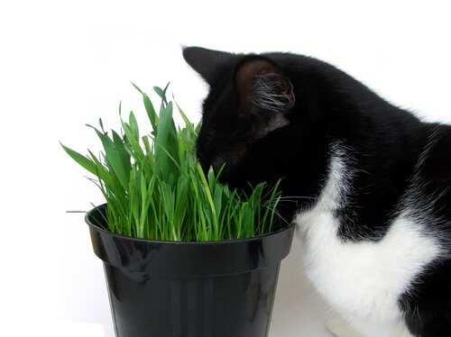 고양이에게 위험한 식물들
