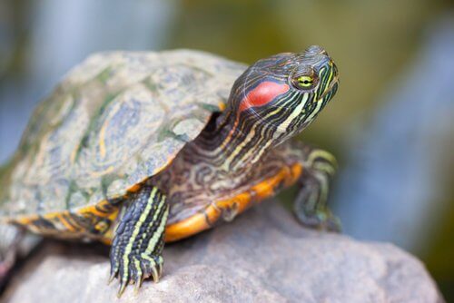 거북의 나이를 어떻게 알 수 있을까?