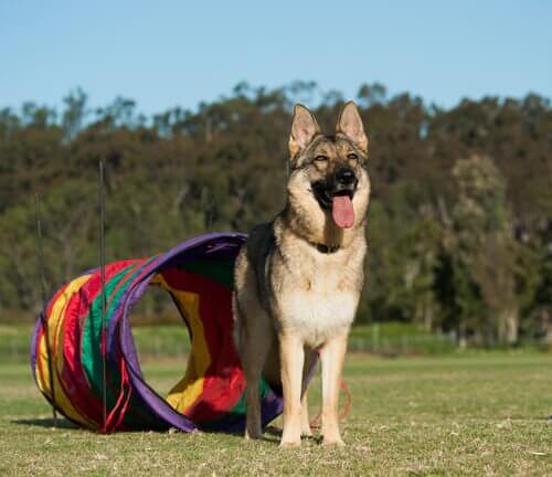 공놀이 대신 반려견과 할 수 있는 놀이 4가지
