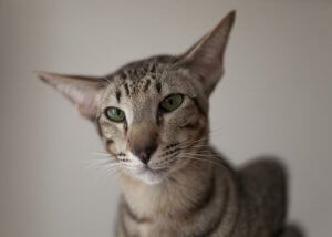 오리엔탈 쇼트헤어에 관하여