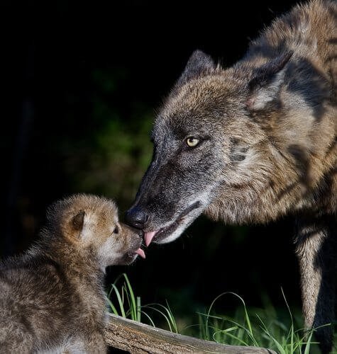 멸종 위기에 처한 이베리아 늑대