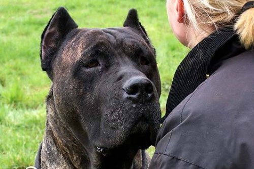 프레사 카나리오의 특징