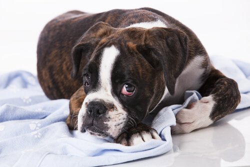 개에게 전염성 종양이 있는가?