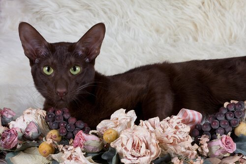 시가와 커피처럼 갈색을 띠는 하바나브라운 고양이