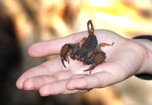 전갈에 쏘이면 어떻게 해야 할까?