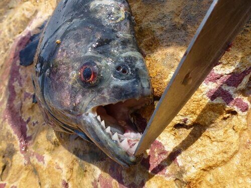 무서운 물고기, 피라냐에 대해서 알아보자