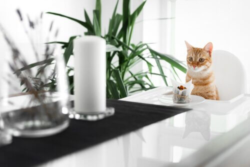 고양이를 위한 케이크 레시피