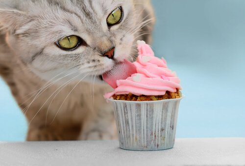 고양이를 위한 케이크 레시피
