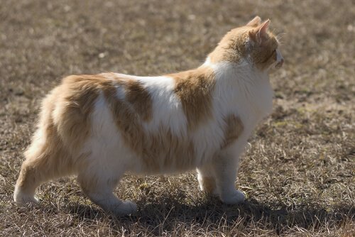꼬리가 없는 킴릭 고양이는 어떤 고양이일까?
