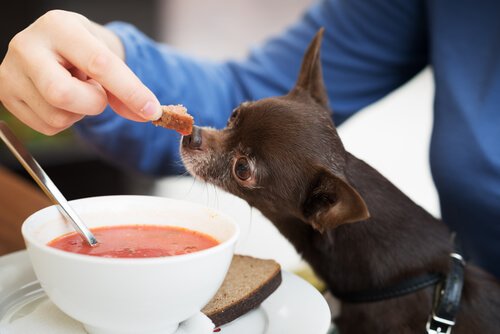 개에게 수프를 주어도 될까?